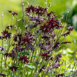 Garten-Akelei 'Black Barlow' - Dramatisch dunkel im Beet