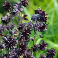 Garten-Akelei 'Black Barlow' - Dramatisch dunkel im Beet