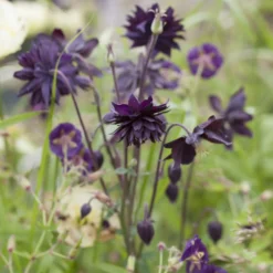 Garten-Akelei 'Black Barlow' - Dramatisch dunkel im Beet