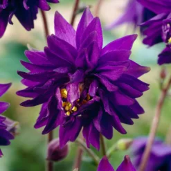 Garten-Akelei 'Blue Barlow' - Blaue Blüten wie Pompons