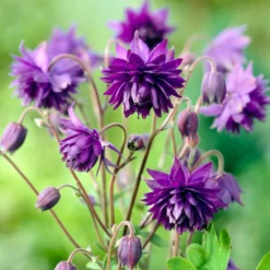 Garten-Akelei 'Blue Barlow' - Blaue Blüten wie Pompons