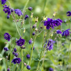 Garten-Akelei 'Blue Barlow' - Blaue Blüten wie Pompons