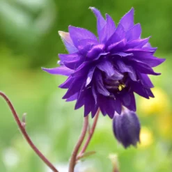 Garten-Akelei 'Blue Barlow' - Blaue Blüten wie Pompons
