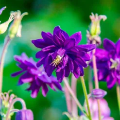 Garten-Akelei 'Blue Barlow' - Blaue Blüten wie Pompons