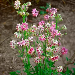 Garten-Akelei Nora Barlow - Gefüllte Blüten wie Zwerg-Dahlien