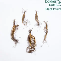 Garten-Akelei Nora Barlow - Gefüllte Blüten wie Zwerg-Dahlien