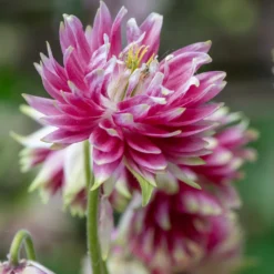 Garten-Akelei Nora Barlow - Gefüllte Blüten wie Zwerg-Dahlien