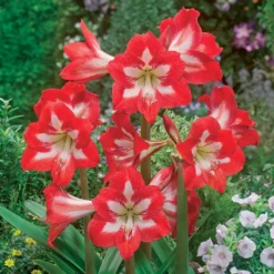 Garten-Amaryllis Sonatini Eye Catcher (x3) - Rotes Feuerwerk im Beet
