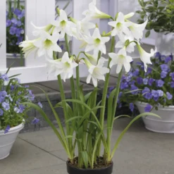 Garten-Amaryllis ‘Sonatini White’ (x3) - Blüht draußen im Garten