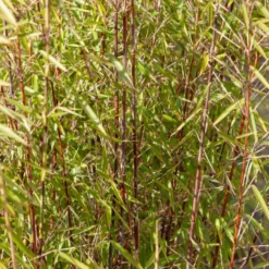 Gartenbambus, Pagoden-Hartriegel, Fächerahorn (x3) - Asiatisches Ambiente