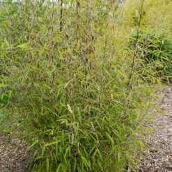 Gartenbambus 'Volcano' - Sichtschutz in Rekordzeit