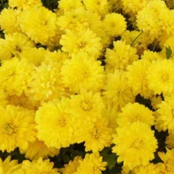 Gartenchrysantheme Citronella - Blüht bis in den Frost