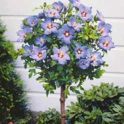 Garteneibisch auf Stamm blau - Blaue Blüten wie ein Baum