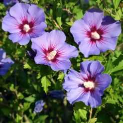 Garteneibisch auf Stamm blau - Blaue Blüten wie ein Baum