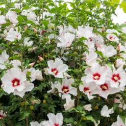 Garteneibisch auf Stamm weiß-rot - Baumform mit Sommerblüten