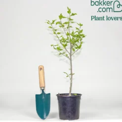 Garteneibisch French Cabaret® Pastel - Gefüllte Blüten bis Oktober