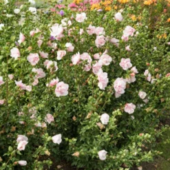 Garteneibisch ‘Pink Chiffon’ - Rosa Blüten den ganzen Sommer