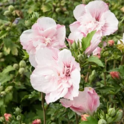 Garteneibisch ‘Pink Chiffon’ - Rosa Blüten den ganzen Sommer