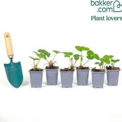 Gartenerdbeere Ciflorette - Süße Ernte ganz einfach
