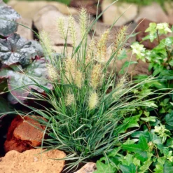Garten-Federborstengras Little Honey - Goldgelb statt langweilig grün