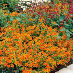 Garten-Gauklerblume (x5) - Leuchtend Orange den Sommer lang