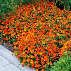 Garten-Gauklerblume (x5) - Leuchtend Orange den Sommer lang