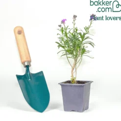 Garten-Goldlack Lavender - Duftende Blüten den ganzen Frühling