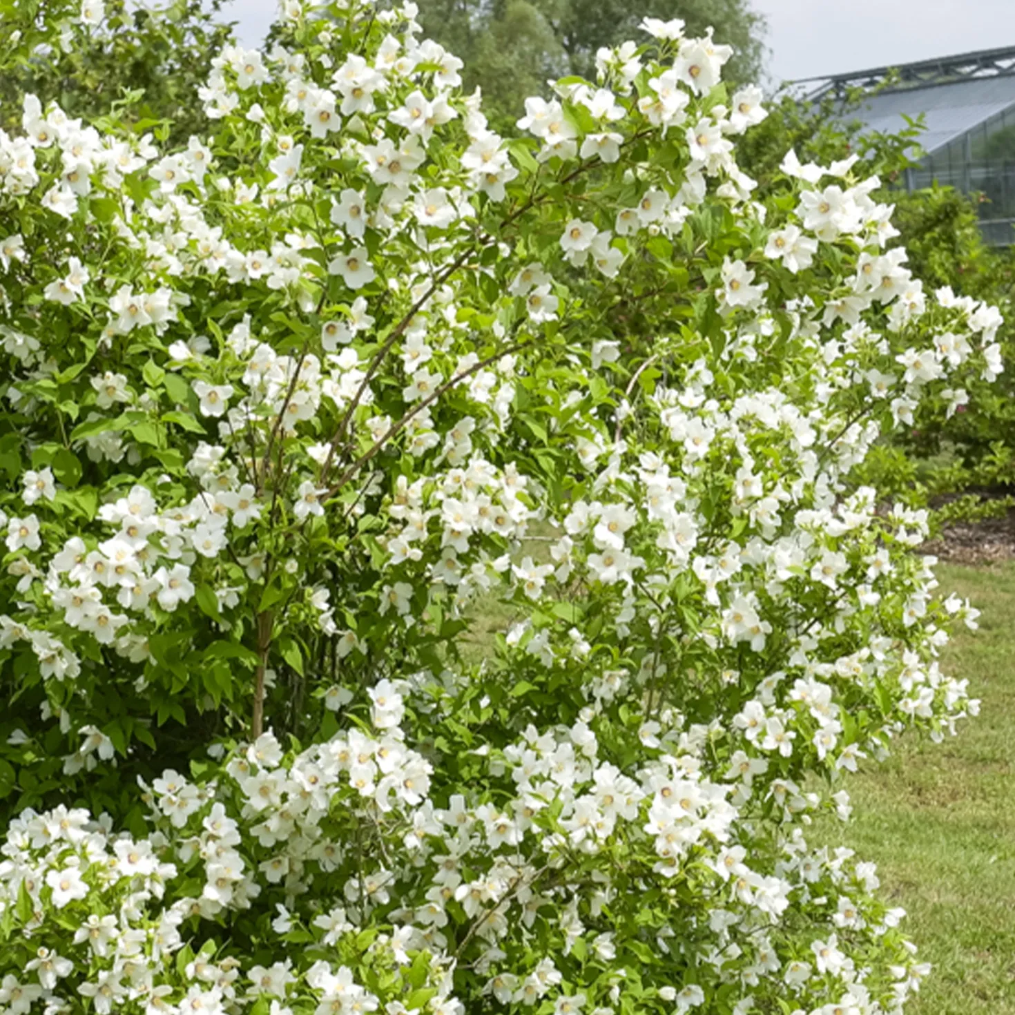 Gartenjasmin 'Belle Etoile' - Ein Duft wie im Sommertraum
