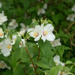 Gartenjasmin 'Belle Etoile' - Ein Duft wie im Sommertraum