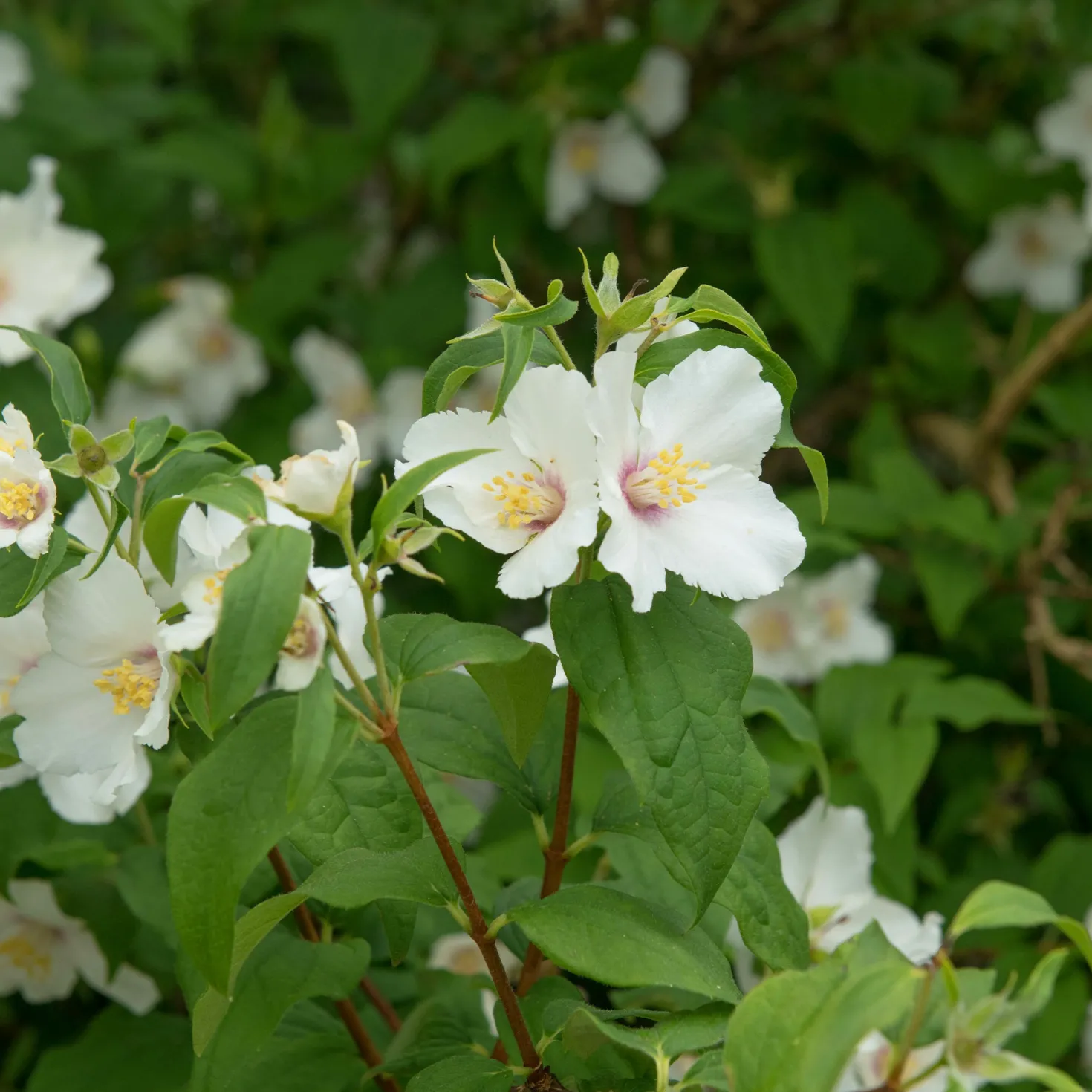 Gartenjasmin 'Belle Etoile' - Ein Duft wie im Sommertraum