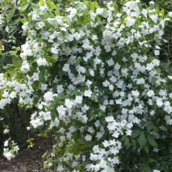 Gartenjasmin 'Natchez' - Duftwolke im Sommergarten