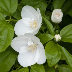 Gartenjasmin 'Natchez' - Duftwolke im Sommergarten