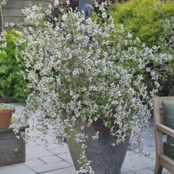 Gartenjasmin Petite Perfume® Pink - Duft im Kleinformat