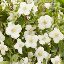 Gartenjasmin Petite Perfume® White - Duft, der den Garten füllt