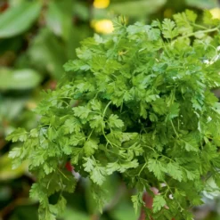 Gartenkerbel - Frisch geerntet in 6 Wochen