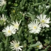 Garten-Mittagsblume Graaf Reinet - Weißer Blütenteppich im Nu