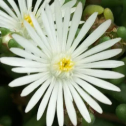 Garten-Mittagsblume Graaf Reinet - Weißer Blütenteppich im Nu