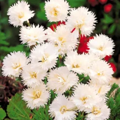 Gartennelken ‘Grenadin White’ (x2) - Weiße Blüten den ganzen Sommer
