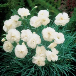 Gartennelken ‘Grenadin White’ (x2) - Weiße Blüten den ganzen Sommer