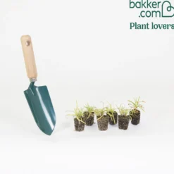 Gartennelken Triumph Mischung (x6) - Duft und Farbe fürs Beet
