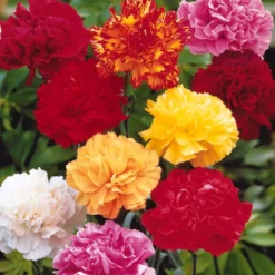 Gartennelken Triumph Mischung (x6) - Duft und Farbe fürs Beet
