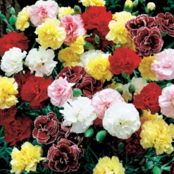 Gartennelken Triumph Mischung (x6) - Duft und Farbe fürs Beet