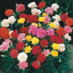 Gartennelken Triumph Mischung (x6) - Duft und Farbe fürs Beet