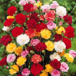 Gartennelken Triumph Mischung (x6) - Duft und Farbe fürs Beet