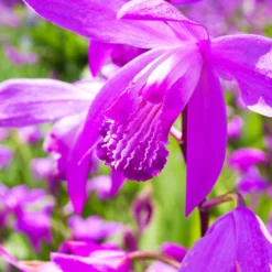 Gartenorchidee Bletilla (x2) - Orchideen fürs Freiland