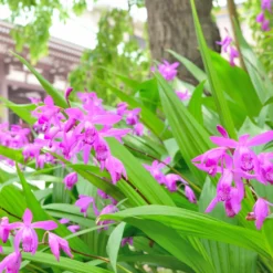 Gartenorchidee Bletilla (x2) - Orchideen fürs Freiland