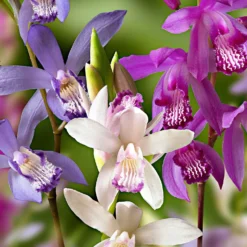 Gartenorchidee (x3) - Orchideen-Zauber im Garten