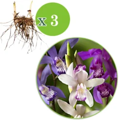 Gartenorchidee (x3) - Orchideen-Zauber im Garten