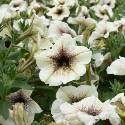 Garten-Petunie - Blüten den ganzen Sommer