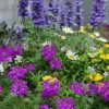 Gartenpflanzen Mischung 'Bee Friendly' (x3) - Sofort summt der Balkon